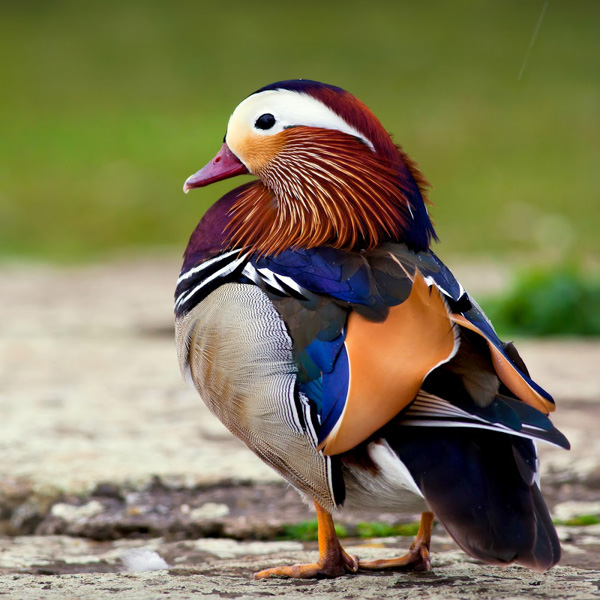Animals/Wildlife #24